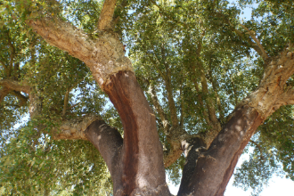 炭化コルク　樹木　写真